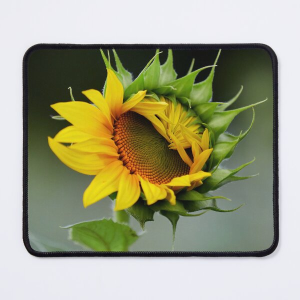Item preview, Twink. Sunflower designed and sold by Jouko Lehto Photography.