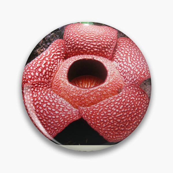 Item preview, Rafflesia Arnoldi Flower designed and sold by Benix.