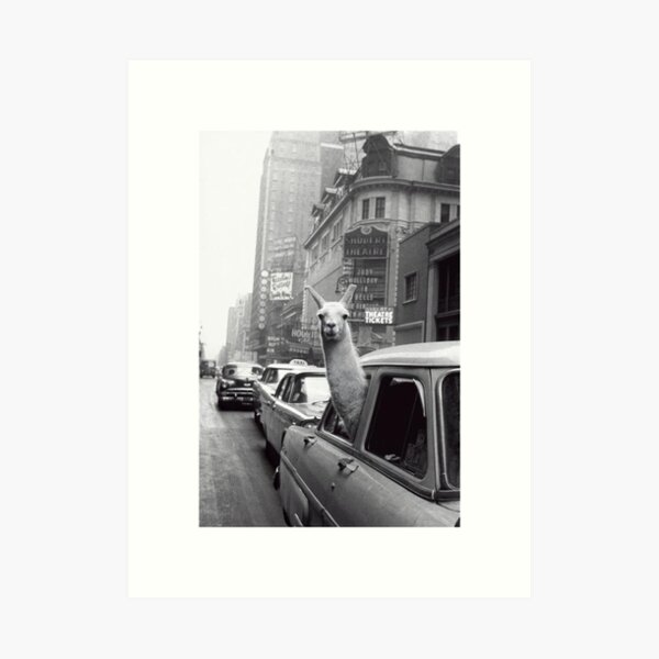 New York Llama Art Print
