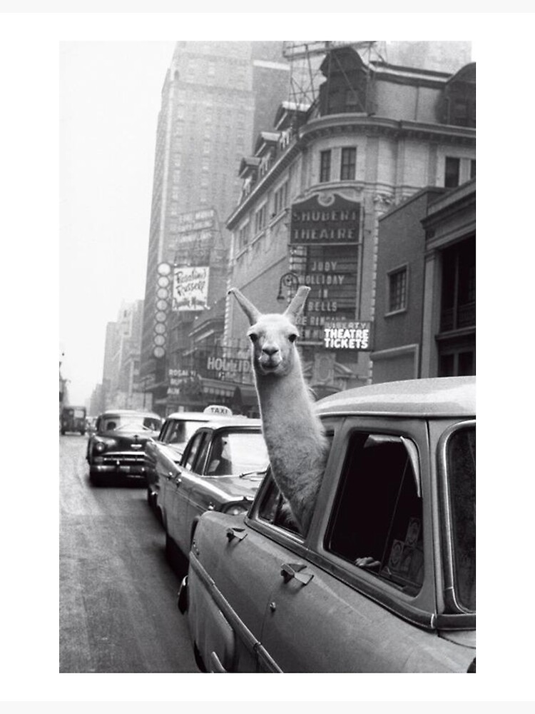 New York Llama by ToastCrumbs