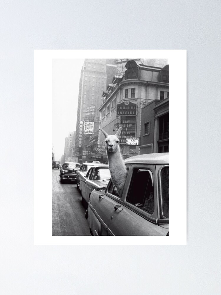 Alternate view of New York Llama Poster