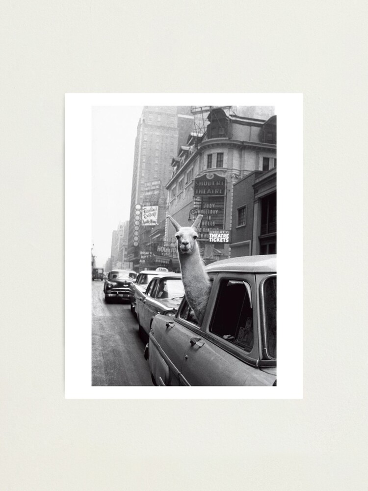Alternate view of New York Llama Photographic Print