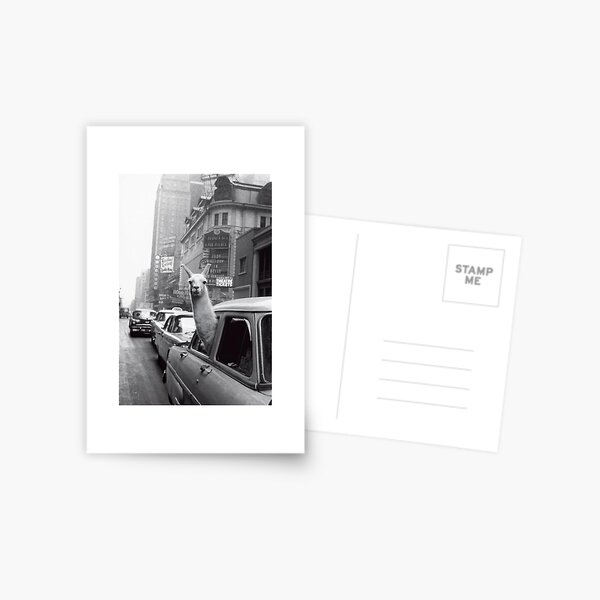 New York Llama Postcard