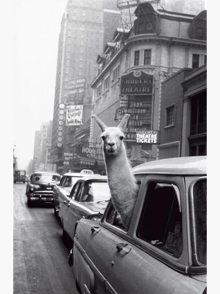 New York Llama by ToastCrumbs