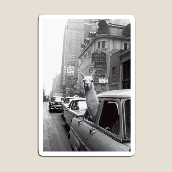 New York Llama Magnet