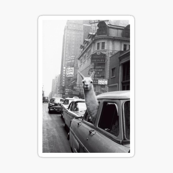New York Llama Sticker