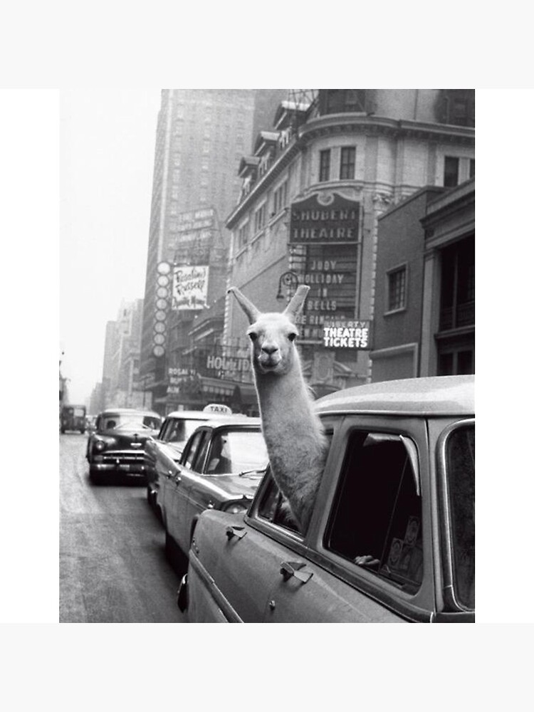 New York Llama by ToastCrumbs
