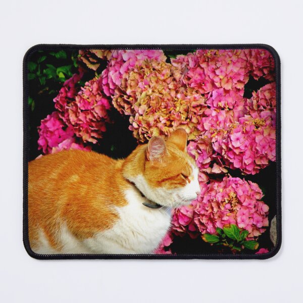 Item preview, Breton cat designed and sold by ART22.
