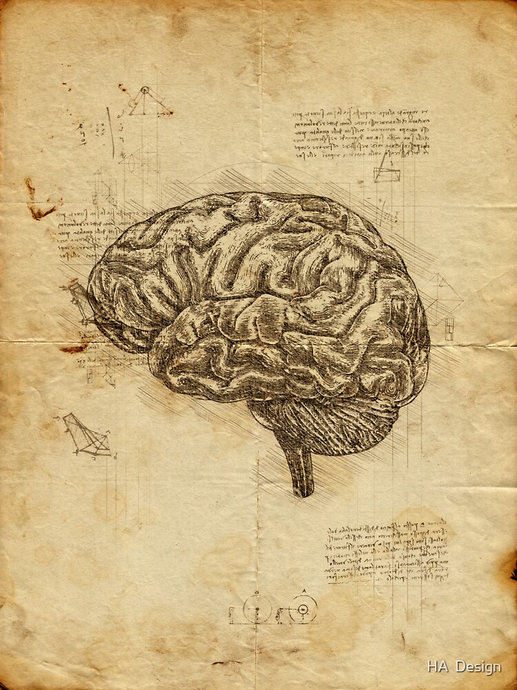 Pegatina «Anatomía del cerebro humano cerebro anatómico en el cuaderno