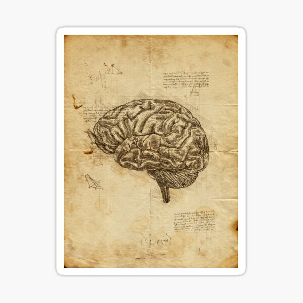 Item preview, Human Brain anatomy: Anatomical brain on Leonardo Da Vinci sketches notebook designed and sold by HA  Design.
