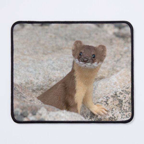 Item preview, Long-tailed Weasel designed and sold by Eivor Kuchta.