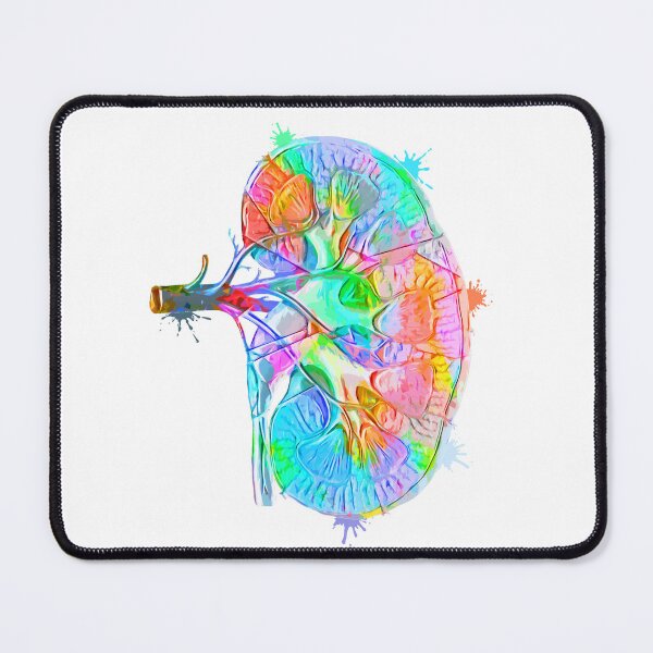 Item preview, Human Kidney Anatomy : Colorful anatomical Kidney in Watercolor and ink canva designed and sold by HA  Design.
