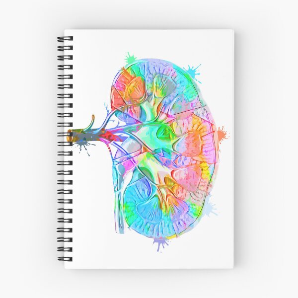 Item preview, Human Kidney Anatomy : Colorful anatomical Kidney in Watercolor and ink canva designed and sold by HA  Design.