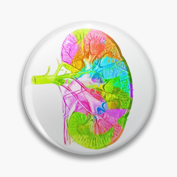 Item preview, Human Kidney Anatomy : Colorful anatomical Kidney in Watercolor and ink canva designed and sold by HA  Design.