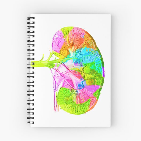 Item preview, Human Kidney Anatomy : Colorful anatomical Kidney in Watercolor and ink canva designed and sold by HA  Design.