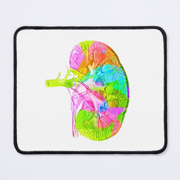 Item preview, Human Kidney Anatomy : Colorful anatomical Kidney in Watercolor and ink canva designed and sold by HA  Design.