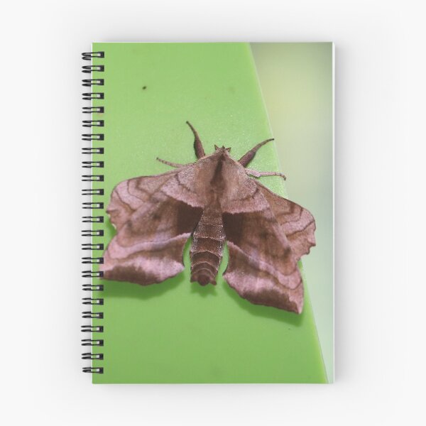 Item preview, Walnut Sphinx Moth designed and sold by Alice  Becky Kahn.