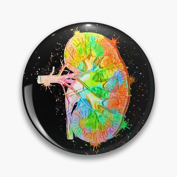 Item preview, Human Kidney Anatomy : Colorful anatomical Kidney in Watercolor and ink canva designed and sold by HA  Design.