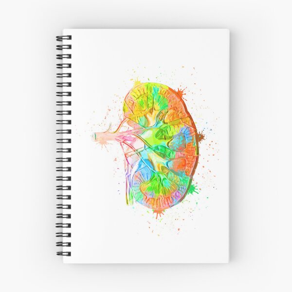 Item preview, Human Kidney Anatomy : Colorful anatomical Kidney in Watercolor and ink canva designed and sold by HA  Design.