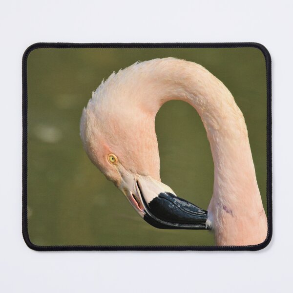 Item preview, Flamingo Close Up  designed and sold by Fearless-Fox.