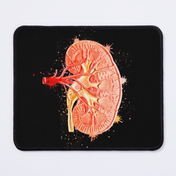 Item preview, Human Kidney Anatomy : Colorful anatomical Kidney in Watercolor and ink canva designed and sold by HA  Design.