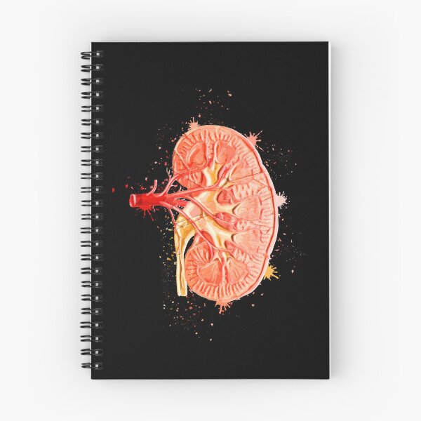 Item preview, Human Kidney Anatomy : Colorful anatomical Kidney in Watercolor and ink canva designed and sold by HA  Design.