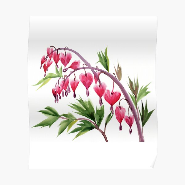 Bleeding heart flowers with leaf Poster