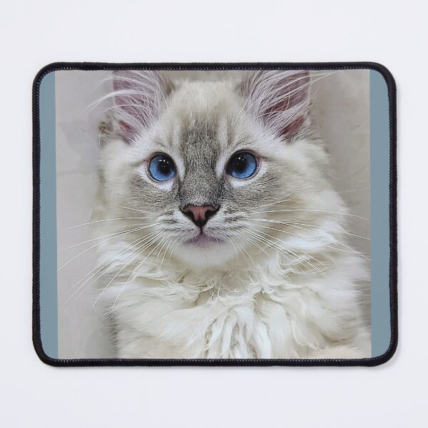 Item preview, Blue mitted lynx ragdoll kitty designed and sold by Fluffycat2020.