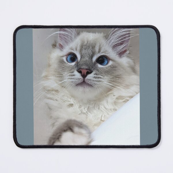 Item preview, Blue mitted lynx ragdoll kitty designed and sold by Fluffycat2020.