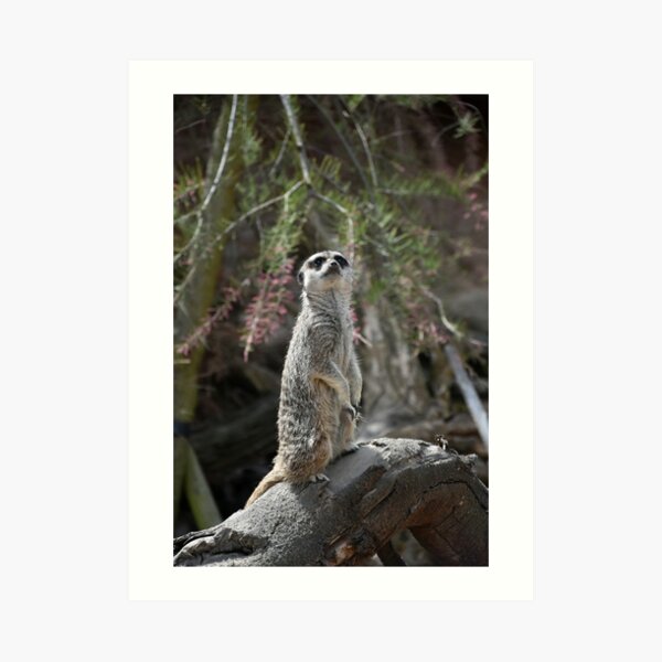 Meerkat on the lookout Art Print