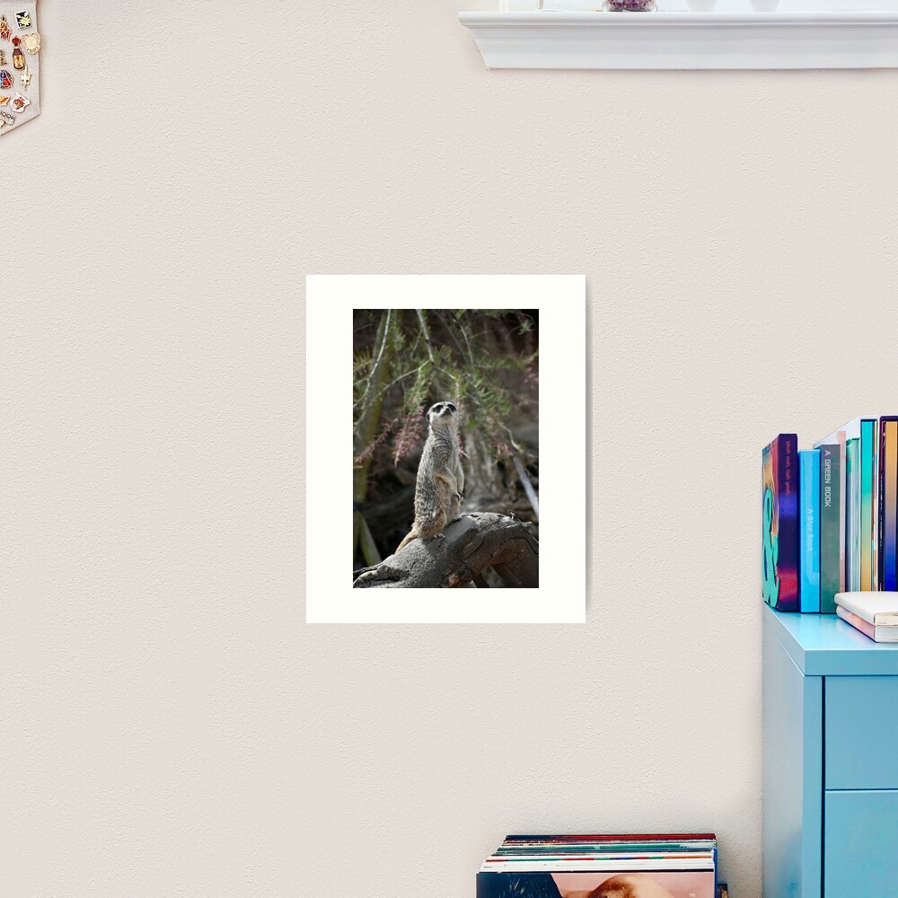 Meerkat on the lookout Art Print