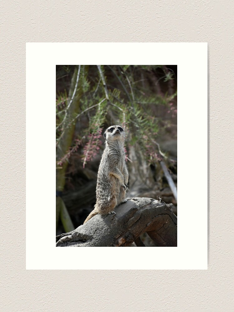 Alternate view of Meerkat on the lookout Art Print