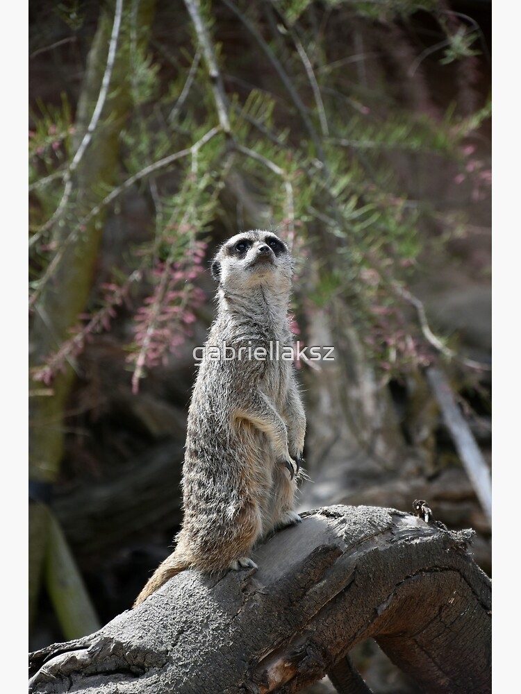 Meerkat on the lookout by gabriellaksz