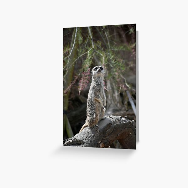 Meerkat on the lookout Greeting Card