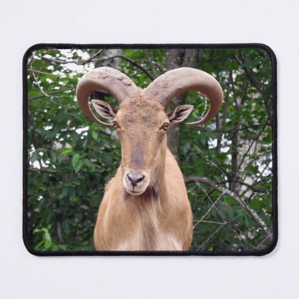Item preview, Ram the G.O.A.T. designed and sold by AMarion418.