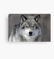 Wolf Canvas Print