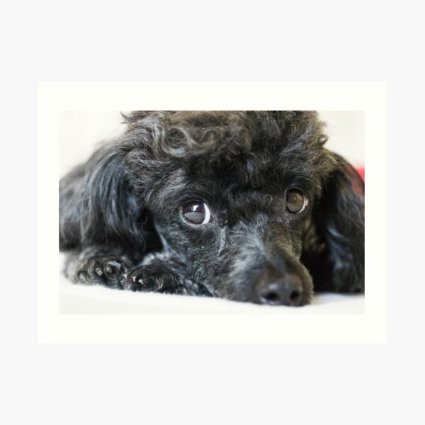 Poodle Art Print