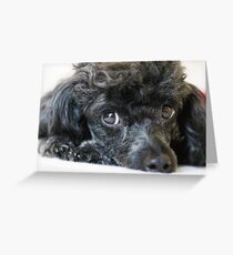 Poodle Greeting Card