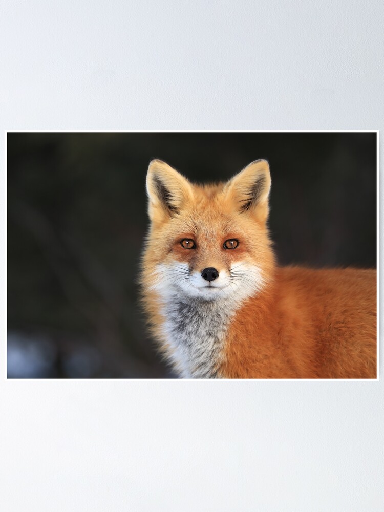 Red Fox Face Poster By Mlorenz Redbubble
