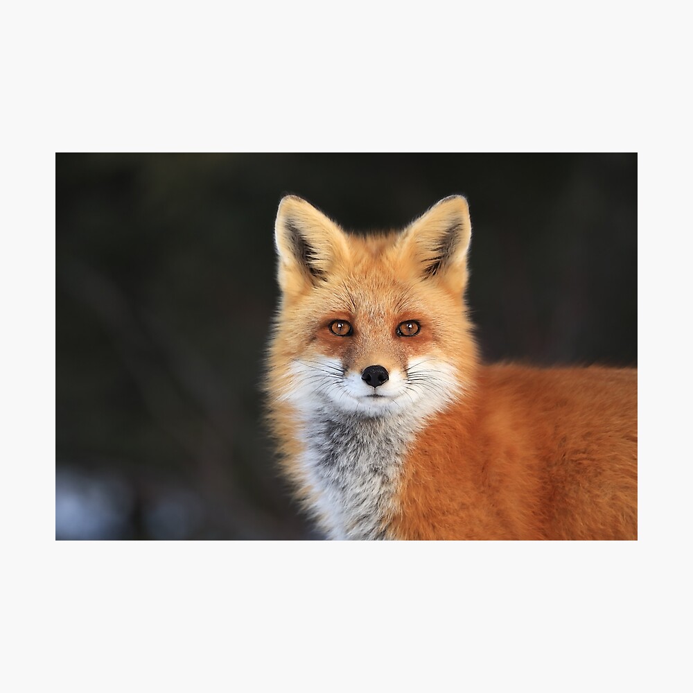 Red Fox Face