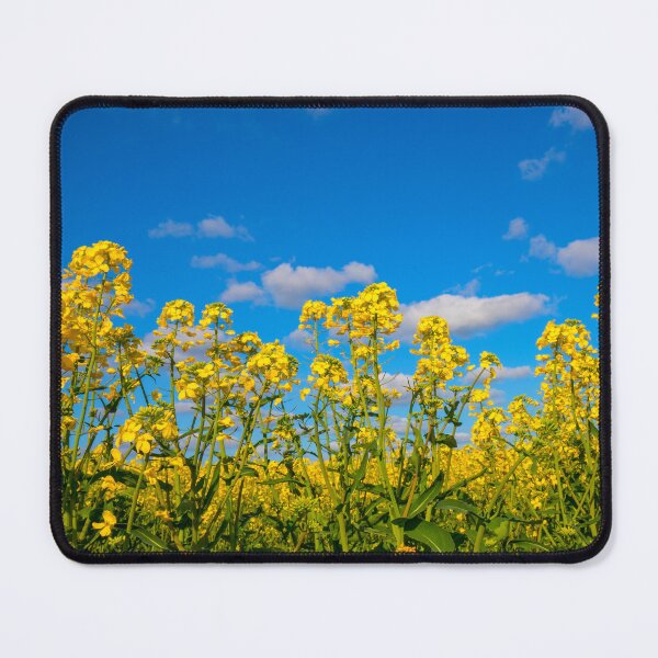 Item preview, Vibrant flowering Canola designed and sold by mitpjenkeating.