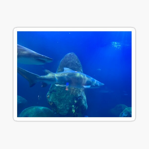Two Sharks in Tennessee Aquarium Sticker