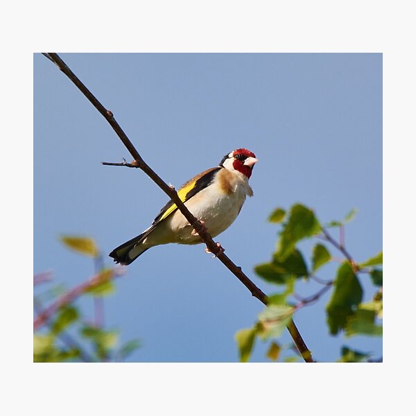 Item preview, EXOTIC ~ European Goldfinch FxTUu3mM por David Irwin designed and sold by tasmanianartist.