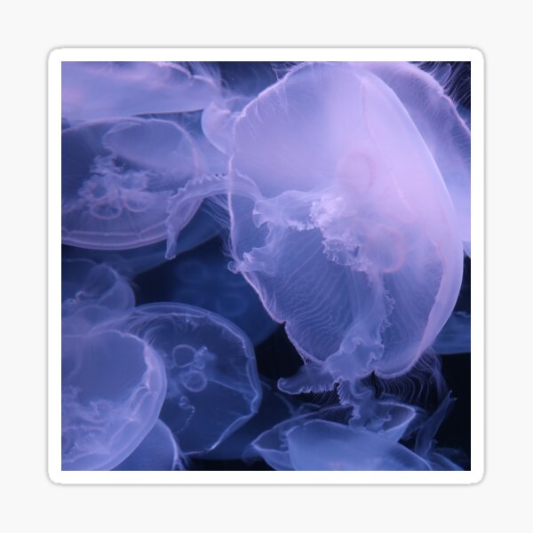 Jelly Fish 1 Sticker