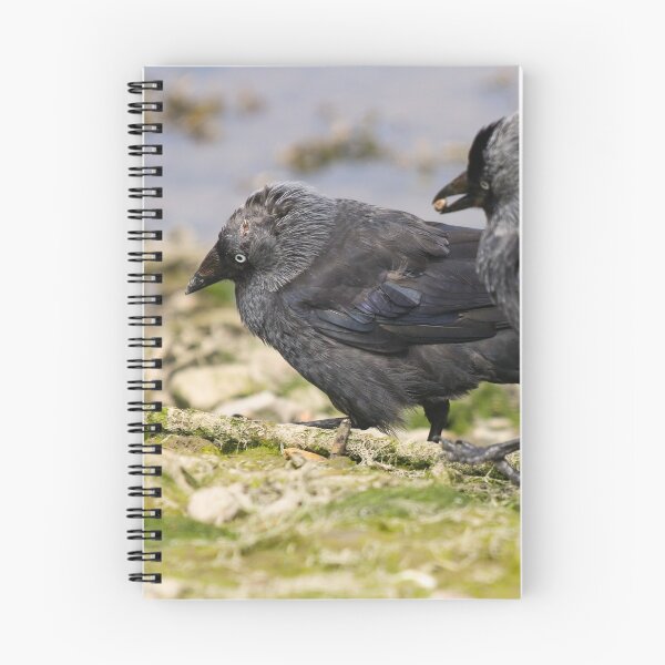 Item preview, Squabbling Jackdaws designed and sold by GreyFeatherPhot.