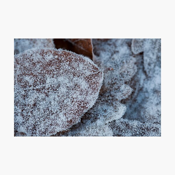 frosted Photographic Print