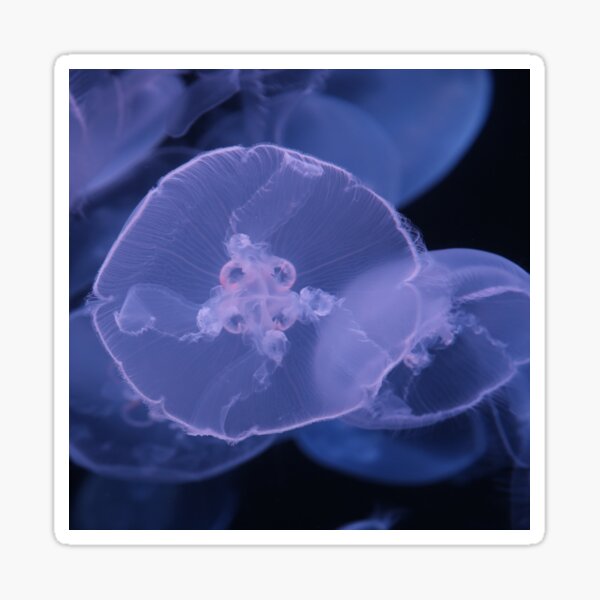 Jelly Fish 2 Sticker