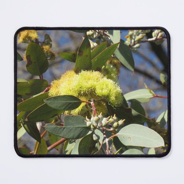 Item preview, Lemon flowered mallee designed and sold by greentiger1.