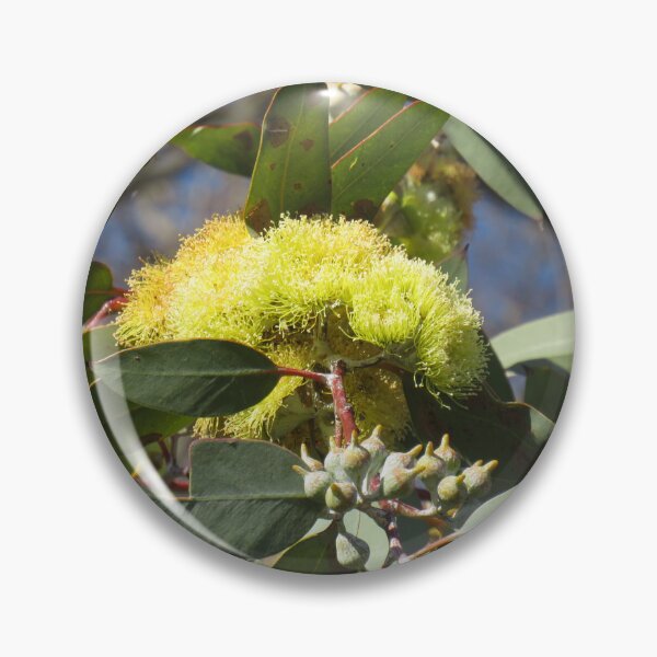Item preview, Lemon flowered mallee designed and sold by greentiger1.