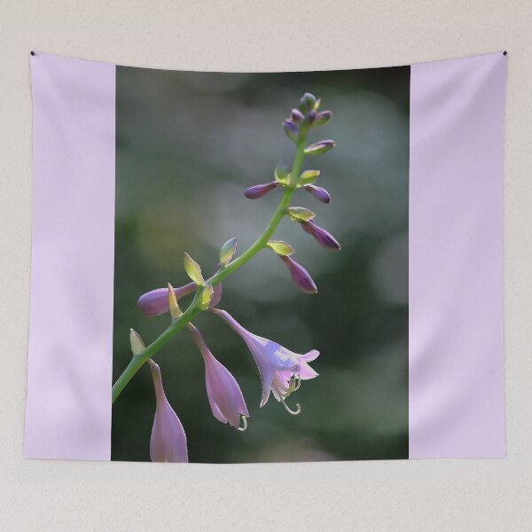 Item preview, Hosta - Coming Into Bloom designed and sold by T.J. Martin.